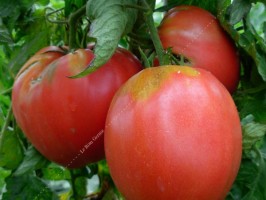 tomates cœur de bœuf 500g