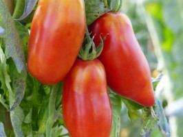 tomates cornues des andes