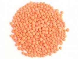 Lentilles corail bio -...