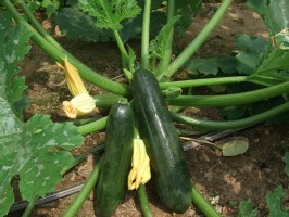 Courgettes