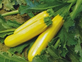 Courgettes jaune