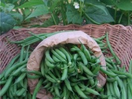 Haricots verts / Prinsessenboontjes