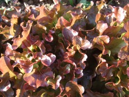 Feuille de chêne rouge / Rode eikenbladsla