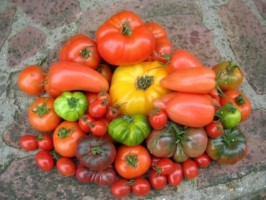 tomates variété anciennes