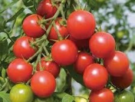 Tomate cerise ronde - 500g - bio