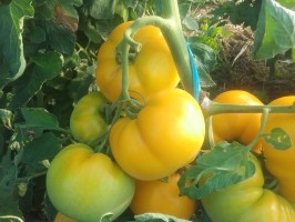 Soupe de tomates 0,5l / Tomatensoep