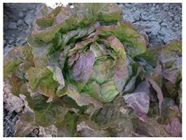 laitue feuilles de chene rouge