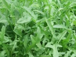 Roquette 100g / Ruccola