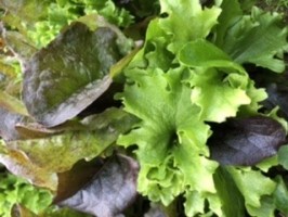 Mesclun de laitue +~200gr