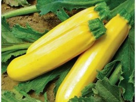 Courgettes jaune longue 1kg