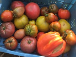 Tomates mix 1kg (noir de crim, coeur de bo, marmande)