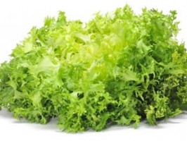 Chicorée frisée / Krulandijvie