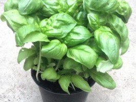 Basilic vert en pot - bio