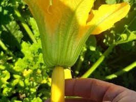 Fleur de courgette / Courgette bloem