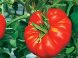 Tomates Marmande 1kg