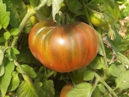 Tomates Noir de crimée 1kg