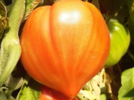 Tomates Couer de boeuf 1kg