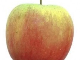 Pomme Delbard Apache 1 Kg