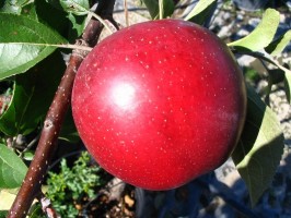 Pomme Summerred - 1kg