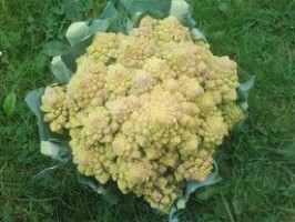 Romanesco