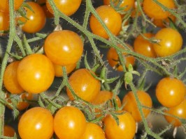 Tomates cerise jaune / Gele Kerstomaatjes 500g