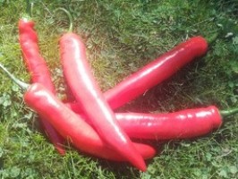 Piments rouges/Rode pepers...